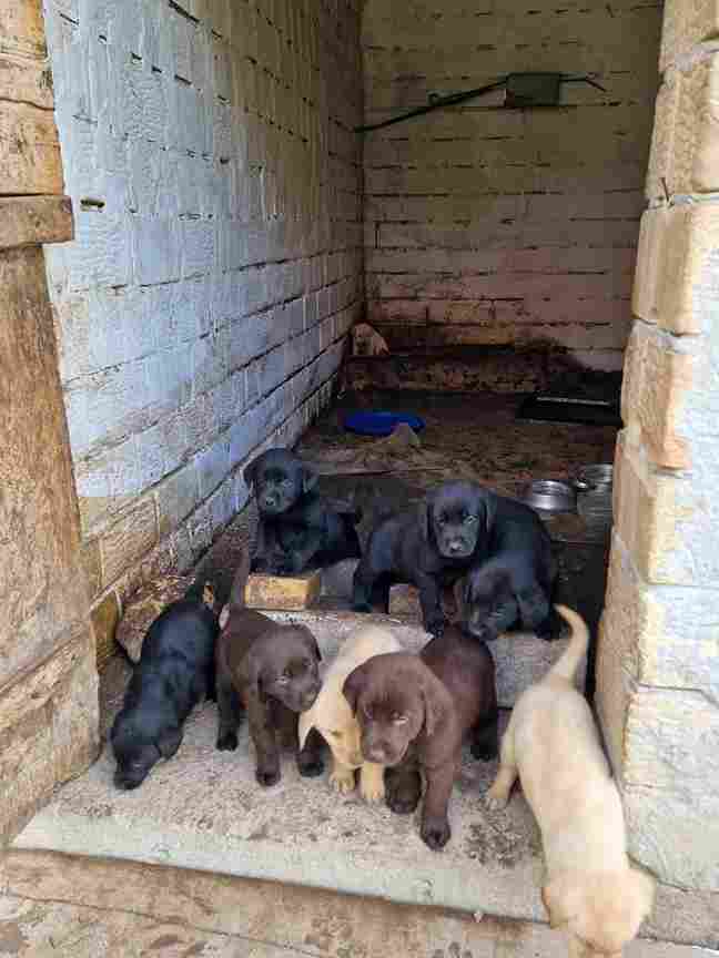  Štenci labradora